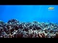 Underwater 4K movie | RX100V with MPK-URX100A | Sony | Cyber-shot
