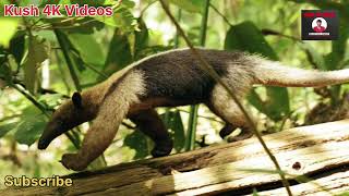 4K wildlife animals videos download| Forests animals videos download|#wildanimals #animals #wildlife