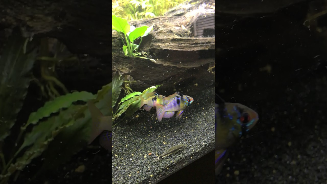 camera iphone 8 plus apk New GBR Male