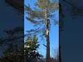 ##Taking out damage tree, #white pine 💪🏻