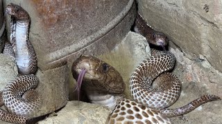 देखिए भयानक कोबरा सांप, इस घर में कैसे घात लगाए बैठा था..😱🐍 Dangerous Cobra Snake Rescue operation
