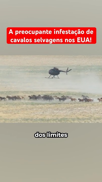 A preocupante infestação de cavalos selvagens nos EUA!