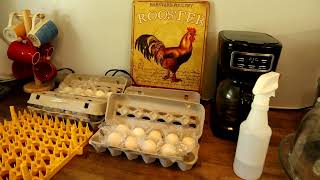 How to Hatch Shipped Eggs Start to Finish | Chickens