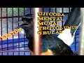 Murai medan trototol uji mental/100% punya km ikut gacor