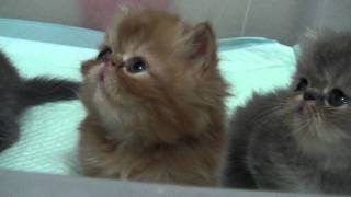 Cat2.MP4