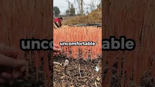 Download Lagu My mom called me sobbing at 6 AM. \ MP3