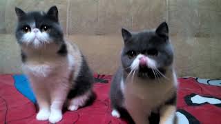 Exotic shorthair cats dilute calico by Gerdiacats Cattery 96 views 5 years ago 21 seconds