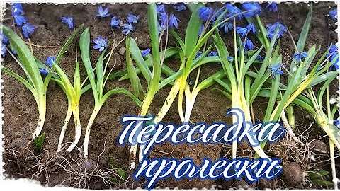 Пересадка ПРОЛЕСКИ : Когда лучше? Во время цветения!