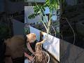 モンステラの植え替え