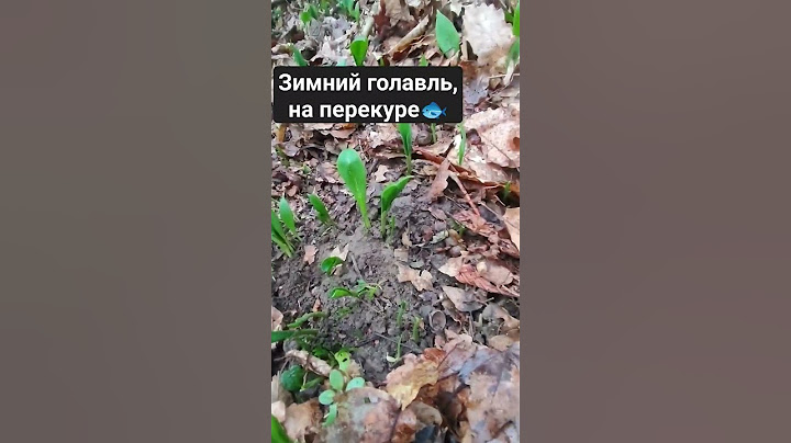 Зимний голавль, на паузе😉 #путешествия #cf #daiwa #микроджиг #мормышинг #ручей  #готовимдома #туризм