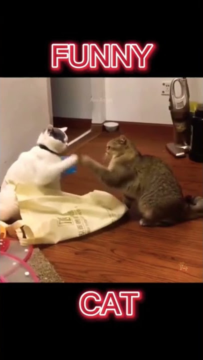 KUCING PERANG DUNIA KOCAK!!!LUCU!!!