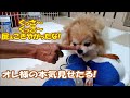 カットはせえへん!コタとオトンのせめぎ合い & これってヤバくね? (近況報告⑮)