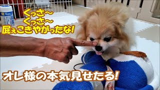 カットはせえへん!コタとオトンのせめぎ合い & これってヤバくね? (近況報告⑮)