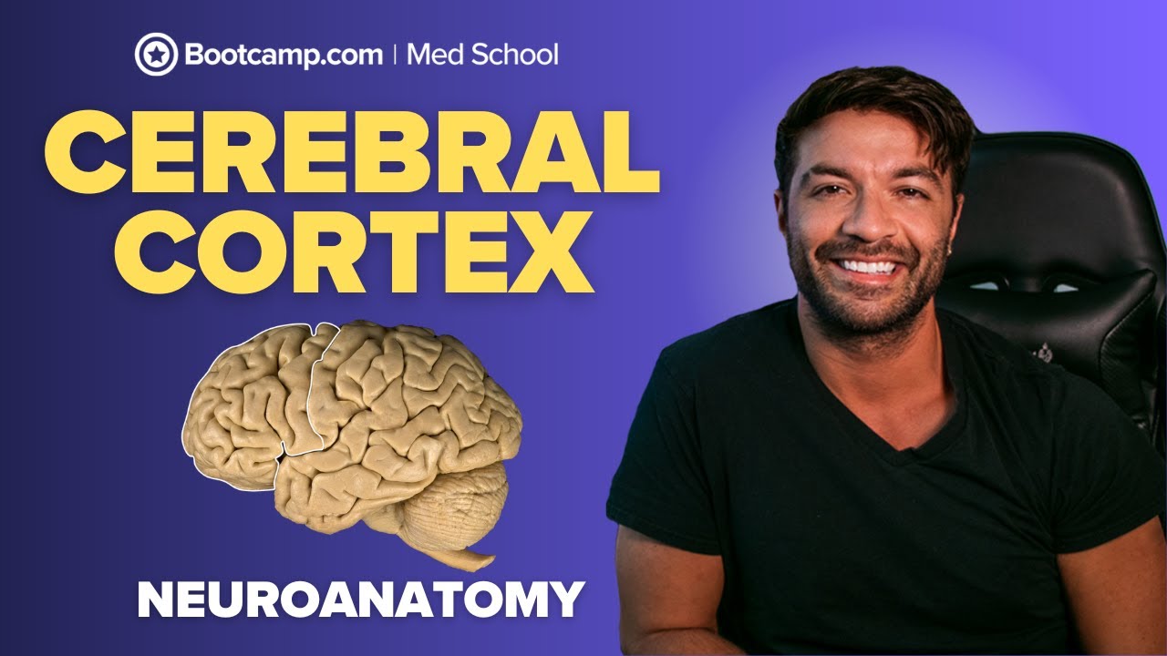 Cerebral Cortex Made Simple | Neuroanatomy Functions & Lobes Explained for Med School