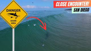 6ft SHARK Mid-Wave + So Many Stingrays | Surfing Crystal Clear Water at Torrey Pines, San Diego