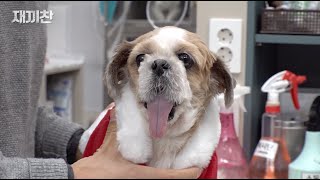 Dog Who Lost Jaw Bones Due To Human.. An Amazing Update