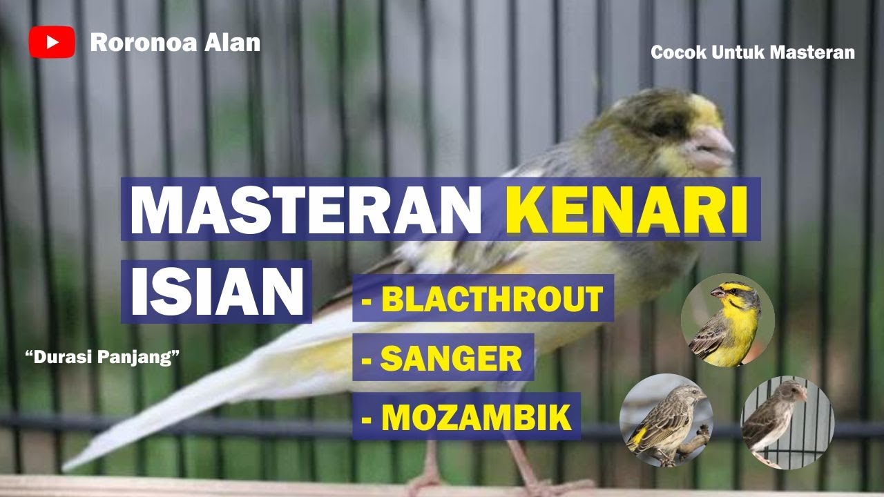 Masteran Kenari Isian Blackthroat dan Sanger Mozambik