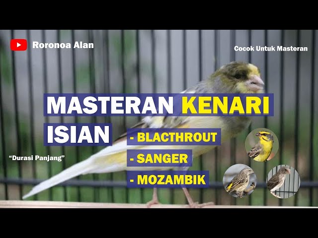 Masteran Kenari Isian Blackthroat dan Sanger Mozambik class=