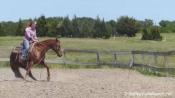 Smart Badger Lena - working the mechanical cow - Valley View Ranch
