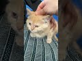 #cat