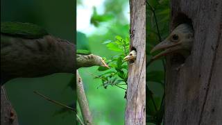 Katkur Ali Pakhi Badshah Kivabe Khabar De Ariful Islam