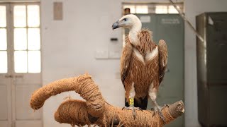 It was an absolute pleasure to see this beauty sore into the wild again. Eurasian Griffon Vulture 😍