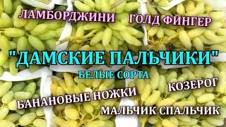 БЕЛЫЕ СОРТА ВИНОГРАДА ПАЛЬЧИКОВЫХ ФОРМ -ЛАМБОРДЖИНИ, КОЗЕРОГ, МАЛЬЧИК СПАЛЬЧИК ,ГОЛД ФИНГЕР, ХУСАЙНЕ