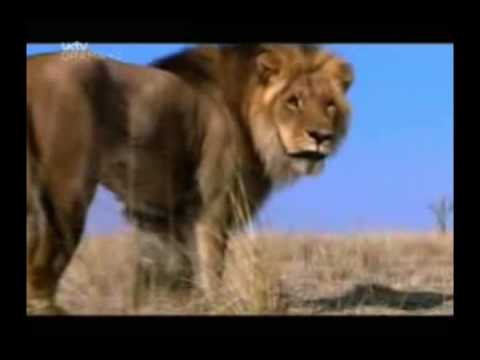 The (real) Lion King part 1