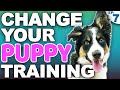 The 4 Puppy Training Rules That Will Change Your Life