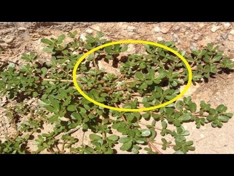 فيديو: أصدقاء نبات الكراث - تعرف على الزراعة المصاحبة مع الكراث