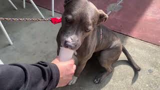 Kiki's Day Out by SPCA of Texas 119 views 1 month ago 21 seconds