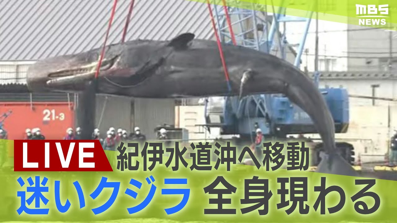 LIVE】全身の姿現る！迷いクジラ『淀ちゃん』運搬作業始まる ガス抜き