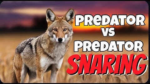 Coyote Snaring 101: A Beginner