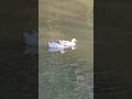 “Peaceful Duck Duo, Float & Breathe 🦆🌊” #CalmVibes #DuckVideo #NatureHealing #shorts #shortvideo