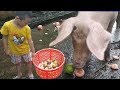 Bé Bin cho Lợn ăn Trái Cây - Pigs eat fruit - Hello Bin ♥