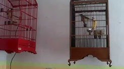 Cucak Jenggot NggaCor  - Durasi: 2:00. 