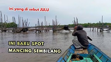 Spot mancing sembilang JULU mancing sembilang umpan udang mati