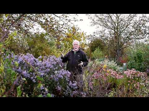 Video: Michaelmas Daisy Care: Learn How To Grow New York Asters In Gardens