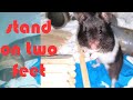 Hamster cute - Hamster practice standing 2 legs | Hamster Cute