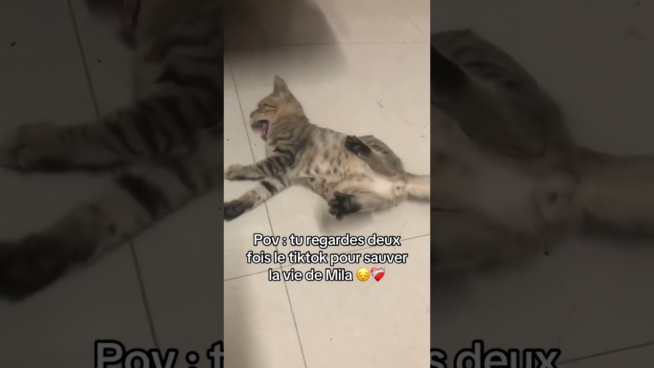 5 notifs pour Mila 🙏 #seizures #cat #chat #kitten #catlover