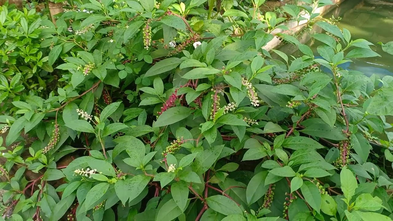 Ginseng Merah korea 08817157724 