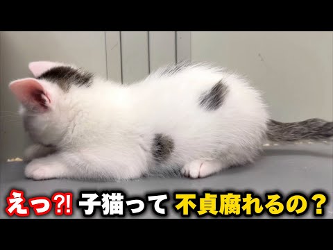 マジでっ⁈不貞腐れる子猫の姿を初めて目撃してしまいました