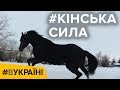 Новодеркул. Кінська сила | #ВУКРАЇНІ