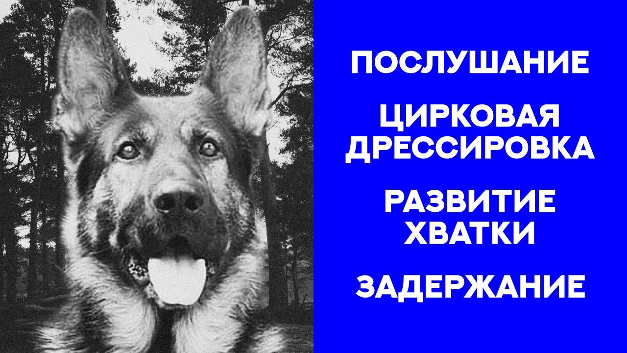 Вольф 11. Немецкая овчарка защита. Амстафф и немецкая овчарка.