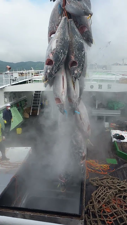 Kapal Korea oryong 722 lagi bongkar Ikan tuna di darat