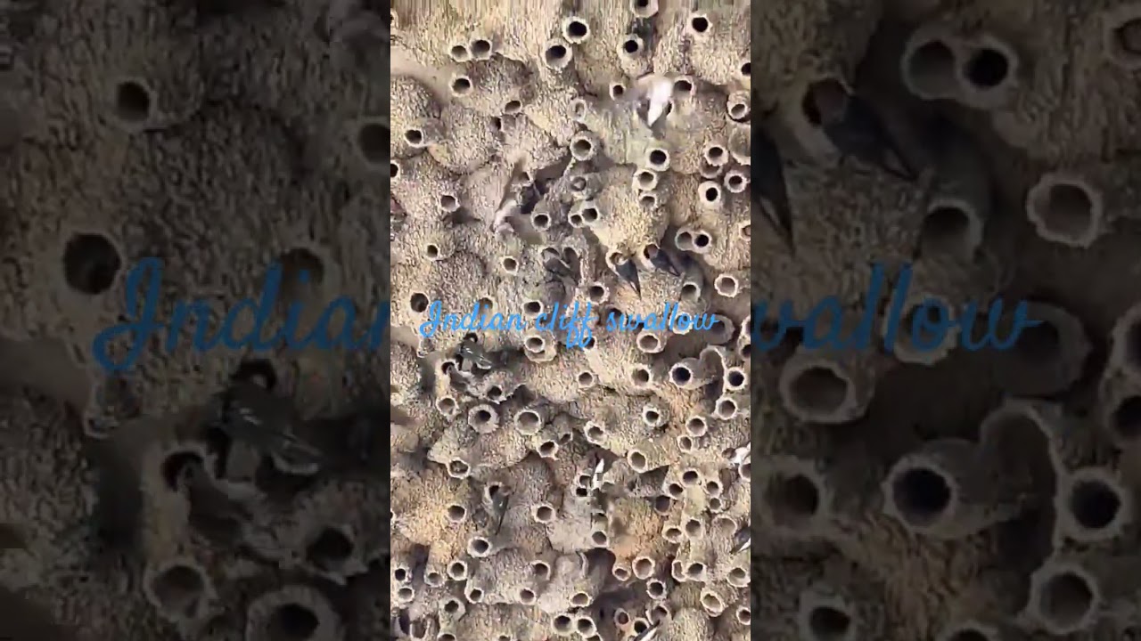Indian cliff swallow colony in our village