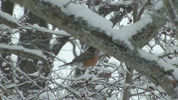 True or False: Robins are a sign of spring
