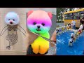 Tik Tok Chó Phốc Sóc Mini 😍 Funny and Cute Pomeranian #80