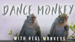 Tones and I - Dance Monkeys (Unofficial Video) | with real monkeys