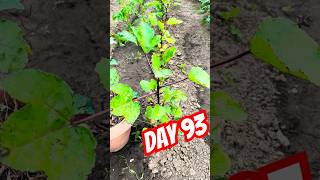 Hibiscus 🌺 Day 93 | Growing Red Roselle from seed | Jamaican Sorrel #tea #herbalmedicine